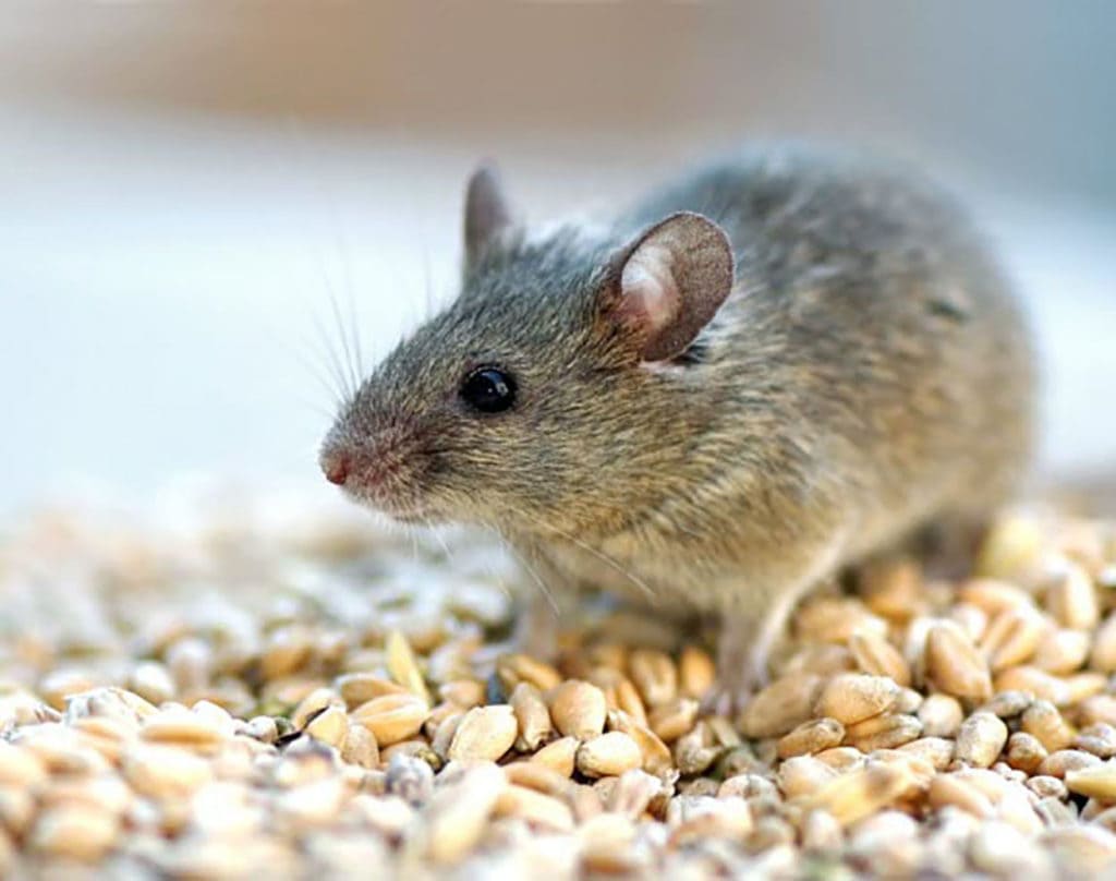 mice control Etobicoke